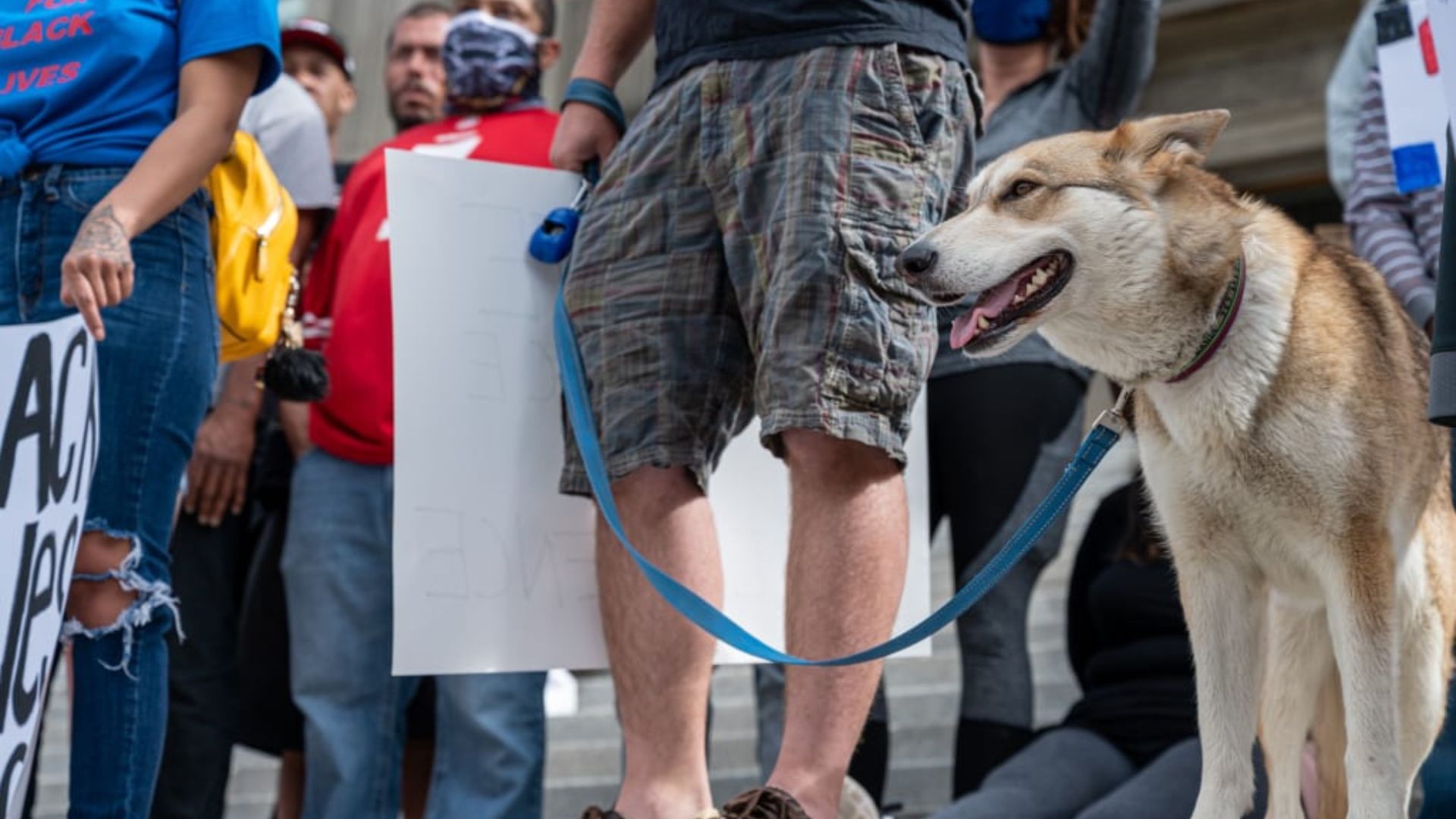 a dog and people holding placards protesting 